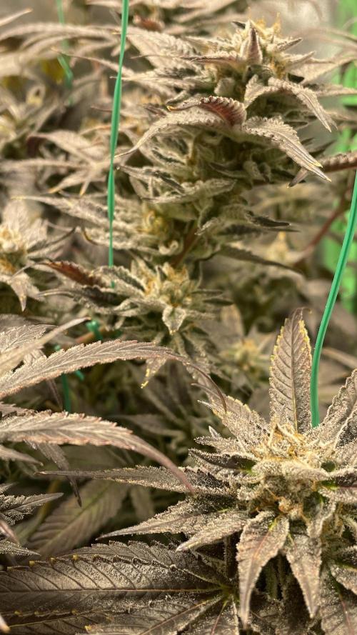 Bruce Banner 3 -Dark Horse-SUPERCROPPED. Week 13