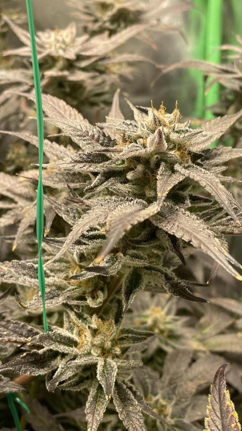 Bruce Banner 3 -Dark Horse-SUPERCROPPED. Week 13