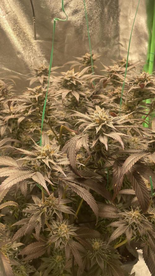 Bruce Banner 3 -Dark Horse-SUPERCROPPED. Week 13