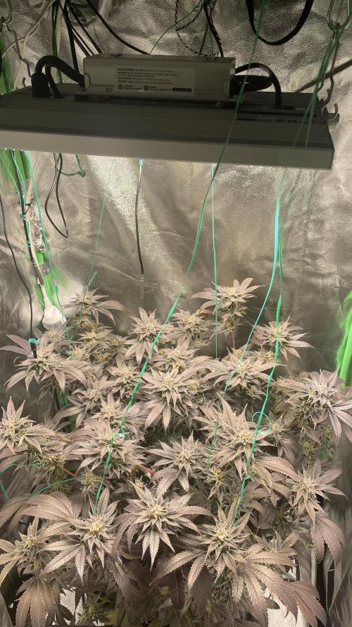 Bruce Banner 3 -Dark Horse-SUPERCROPPED. Week 13