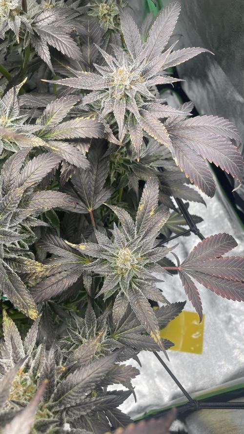 Bruce Banner 3 -Dark Horse-SUPERCROPPED. Week 13