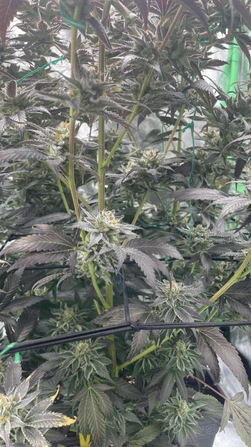 Bruce Banner 3 -Dark Horse-SUPERCROPPED. Week 13