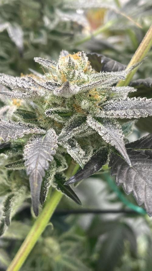 Bruce Banner 3 -Dark Horse-SUPERCROPPED. Week 13