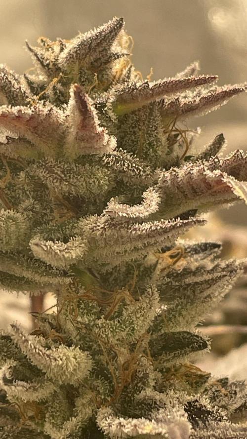 Bruce Banner 3 -Dark Horse-SUPERCROPPED. Week 13