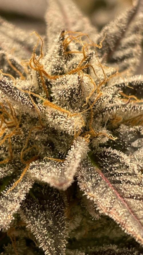 Bruce Banner 3 -Dark Horse-SUPERCROPPED. Week 13