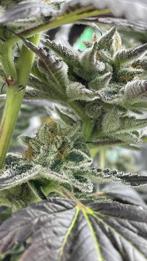 Bruce Banner 3 -Dark Horse-SUPERCROPPED. Week 13