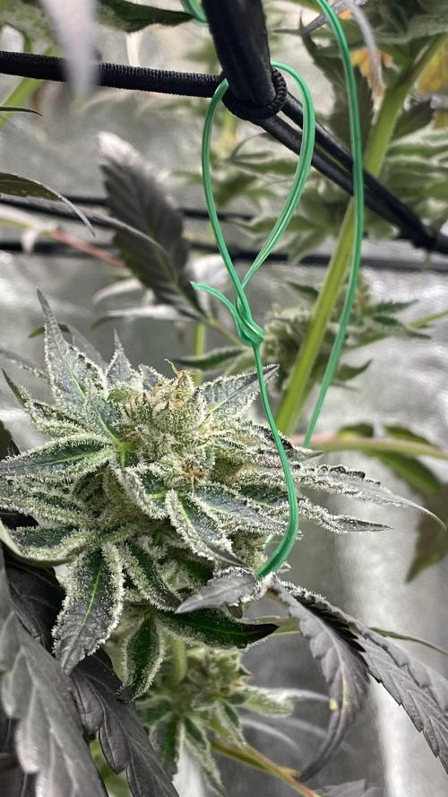 Bruce Banner 3 -Dark Horse-SUPERCROPPED. Week 13