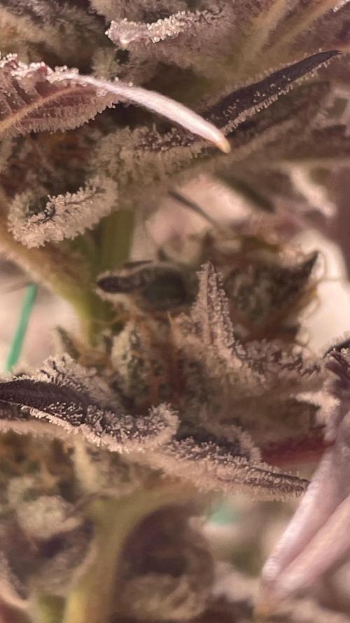 Bruce Banner 3 -Dark Horse-SUPERCROPPED. Week 14