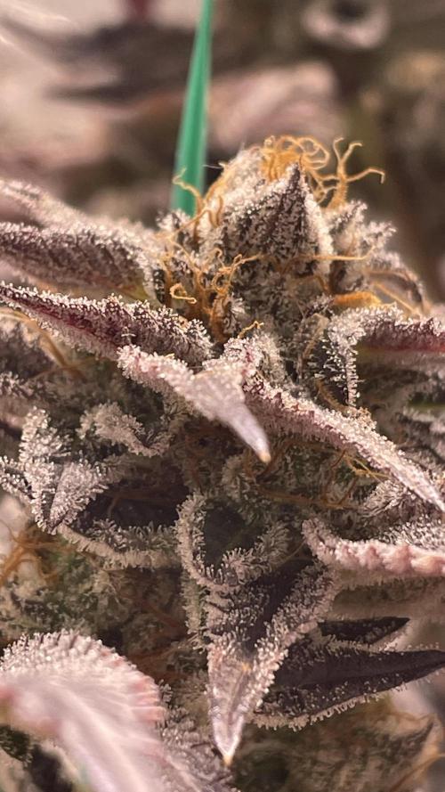 Bruce Banner 3 -Dark Horse-SUPERCROPPED. Week 14