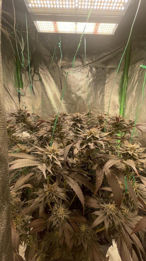Bruce Banner 3 -Dark Horse-SUPERCROPPED. Week 14