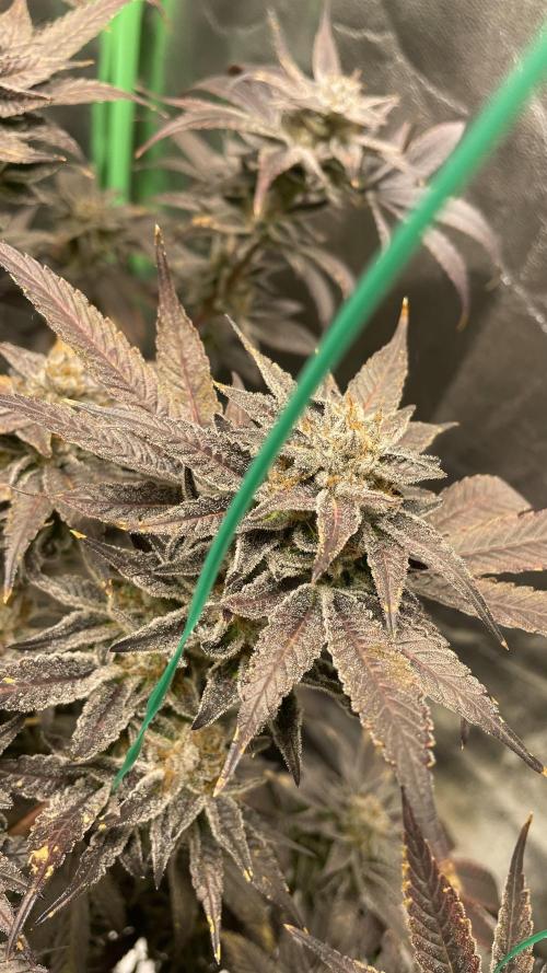 Bruce Banner 3 -Dark Horse-SUPERCROPPED. Week 14