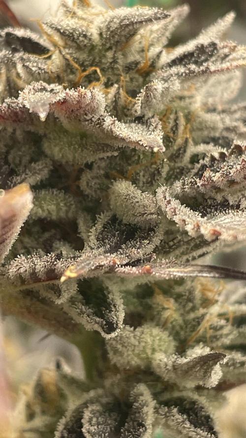 Bruce Banner 3 -Dark Horse-SUPERCROPPED. Week 14