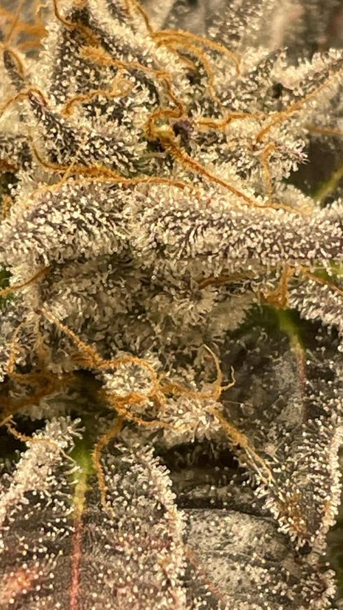 Bruce Banner 3 -Dark Horse-SUPERCROPPED. Week 14