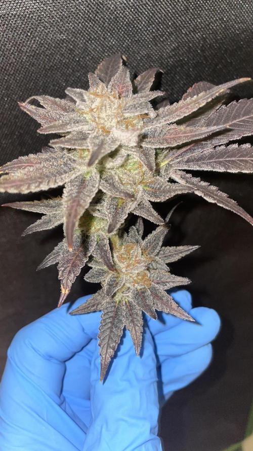 Bruce Banner 3 -Dark Horse-SUPERCROPPED. Week 14