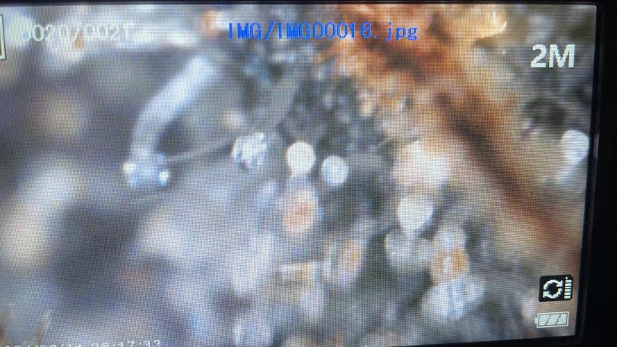 Bruce Banner 3 -Dark Horse-SUPERCROPPED. Week 14