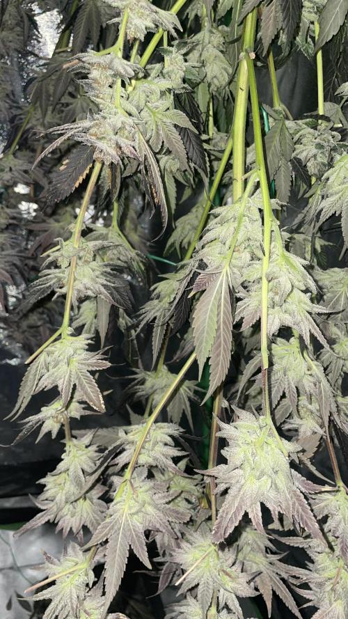 Bruce Banner 3 -Dark Horse-SUPERCROPPED. Week 14