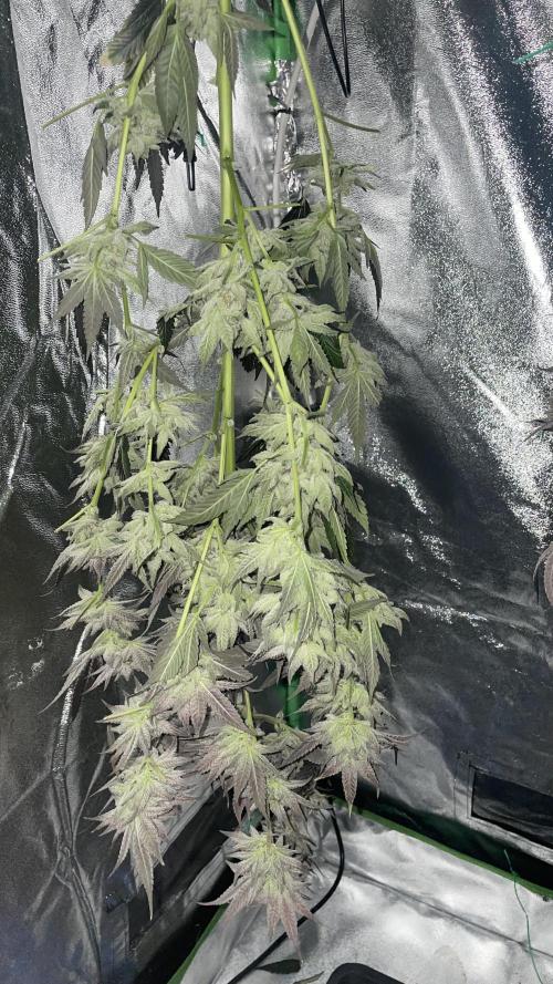 Bruce Banner 3 -Dark Horse-SUPERCROPPED. Week 14
