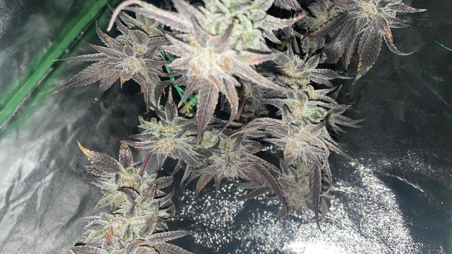 Bruce Banner 3 -Dark Horse-SUPERCROPPED. Week 14