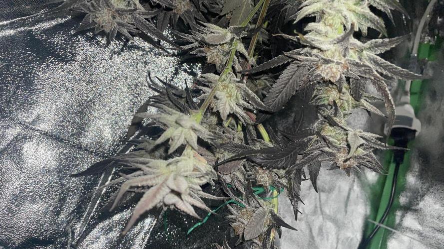 Bruce Banner 3 -Dark Horse-SUPERCROPPED. Week 14