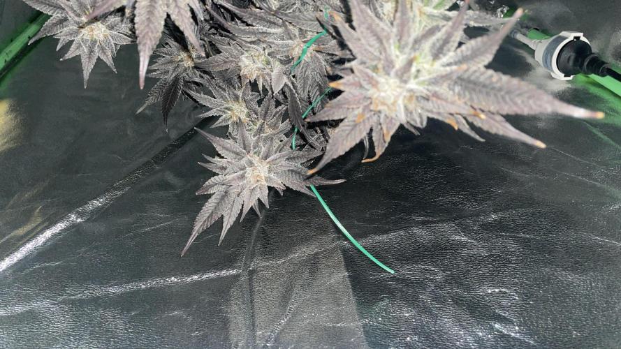 Bruce Banner 3 -Dark Horse-SUPERCROPPED. Week 14