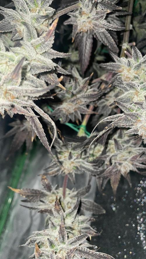 Bruce Banner 3 -Dark Horse-SUPERCROPPED. Week 14