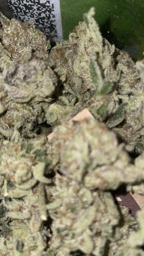 Bruce Banner 3 -Dark Horse-SUPERCROPPED. Week 15