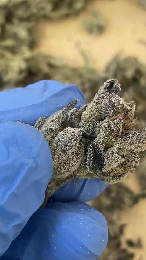 Bruce Banner 3 -Dark Horse-SUPERCROPPED. Week 15