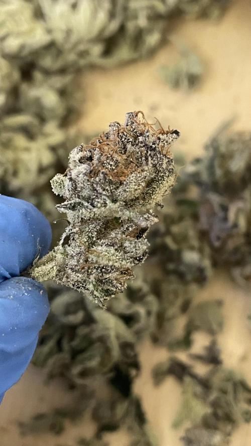 Bruce Banner 3 -Dark Horse-SUPERCROPPED. Week 15