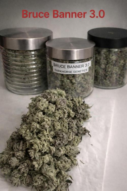 Bruce Banner 3 -Dark Horse-SUPERCROPPED. Week 15