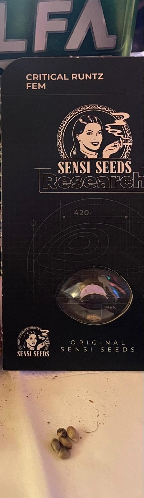Sensi seeds - Critical runtz. Week 0 - Diese Sorte wollte ich schon länger anbauen und bin gespannt 