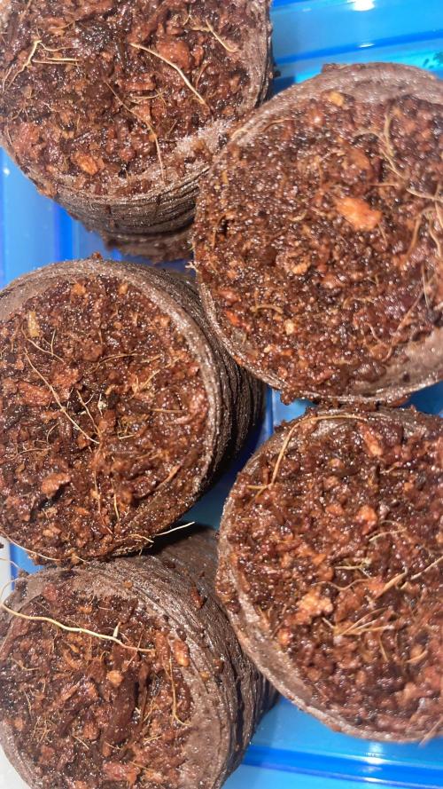 Sensi seeds - Critical runtz. Week 0