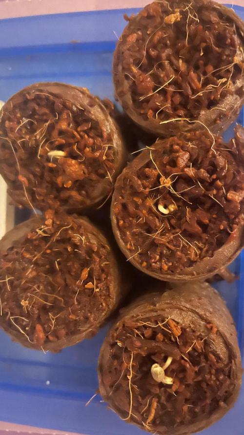 Sensi seeds - Critical runtz. Week 0 - Anschließend gehts in Plagron Light Mix 
Ich denke direkt in 9L