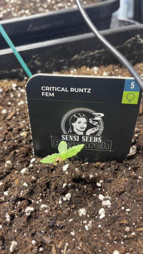 Sensi seeds - Critical runtz. Week 1