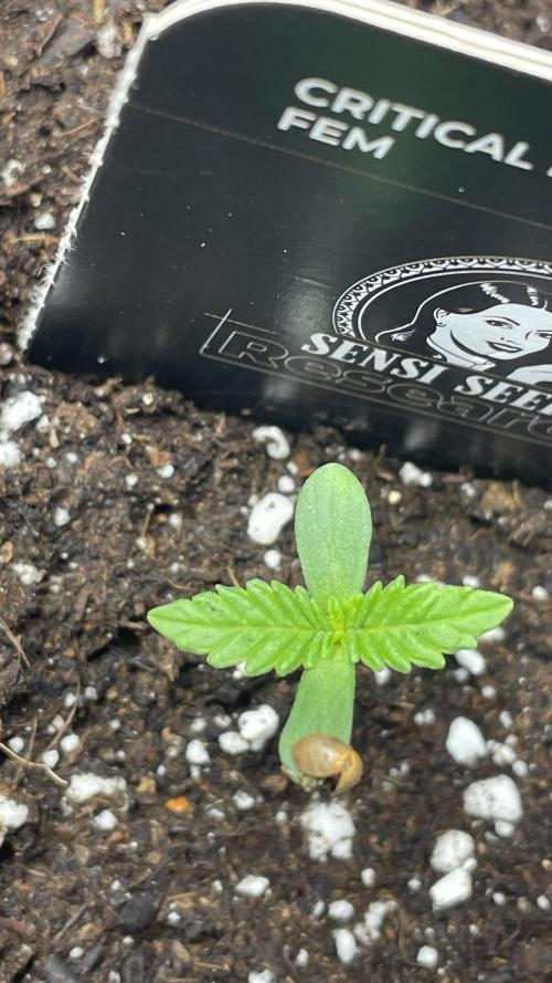 Sensi seeds - Critical runtz. Week 1