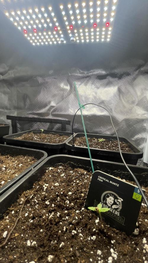 Sensi seeds - Critical runtz. Week 1