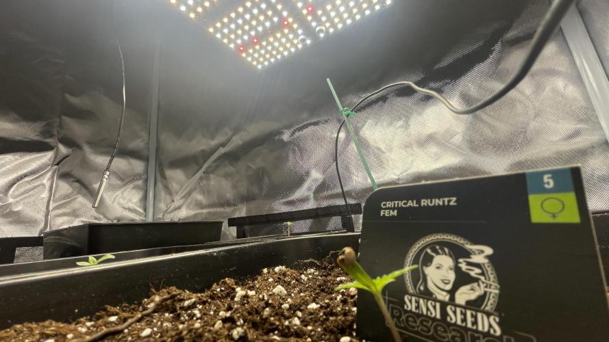 Sensi seeds - Critical runtz. Week 1