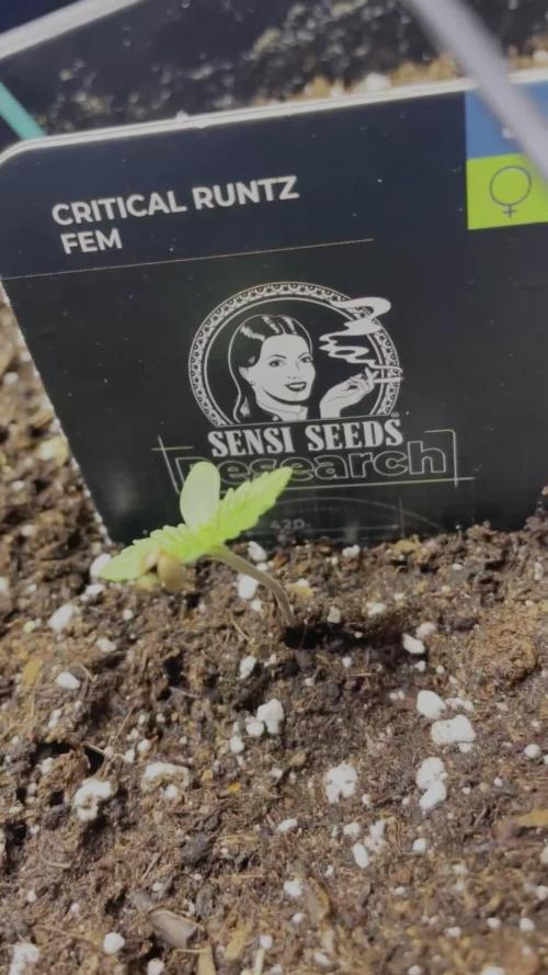 Sensi seeds - Critical runtz