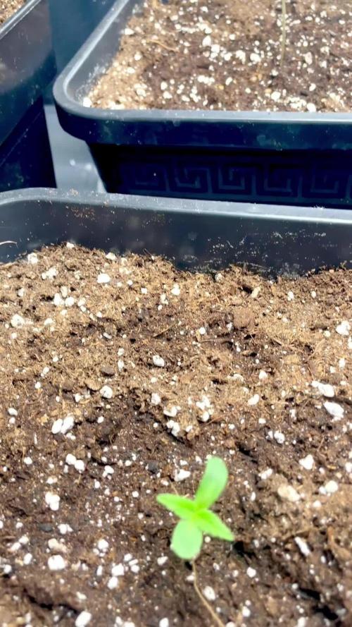 Sensi seeds - Critical runtz