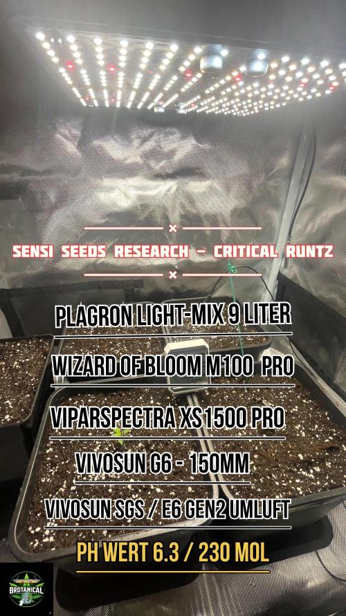 Sensi seeds - Critical runtz. Week 1