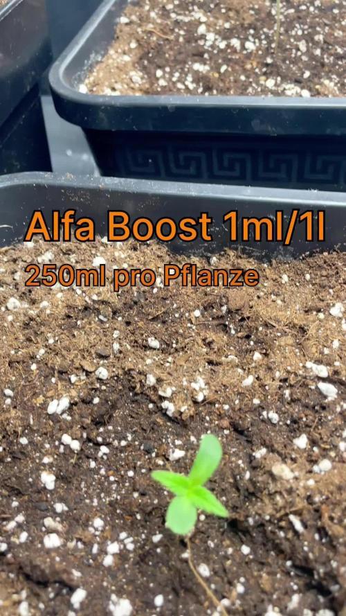 Sensi seeds - Critical runtz