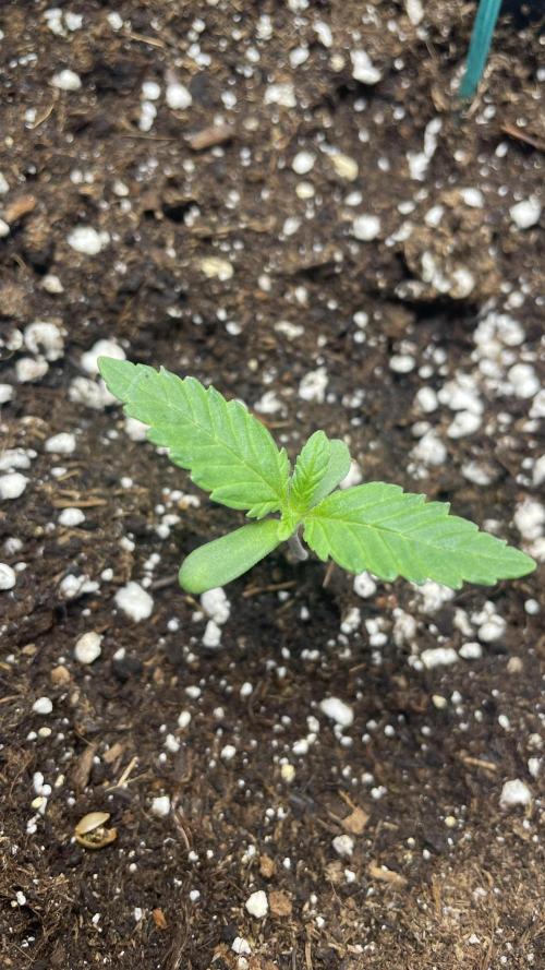 Sensi seeds - Critical runtz. Week 2 - Das ist sie am Sonntag am tagesbeginn 👍🙏