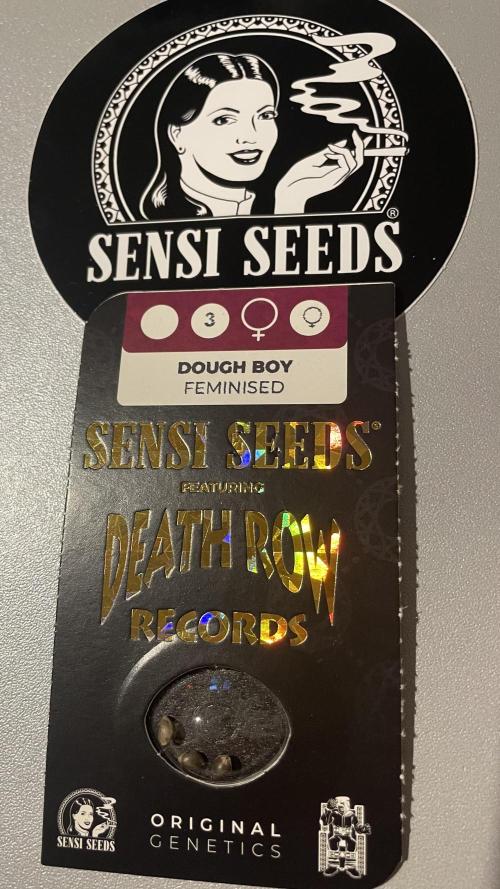 Sensi seeds - Critical runtz. Week 2 - Ich freu mich schon drauf im sommer 👍🌱 frisch eingetroffen