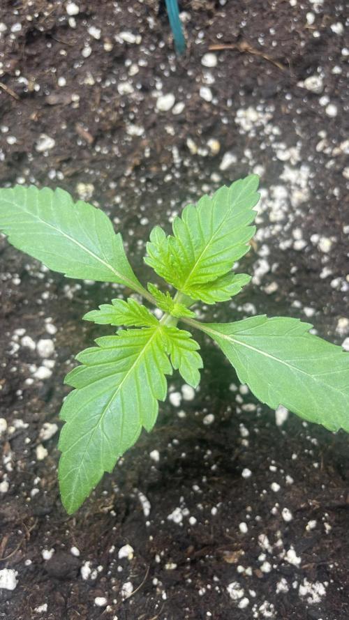 Sensi seeds - Critical runtz. Week 2