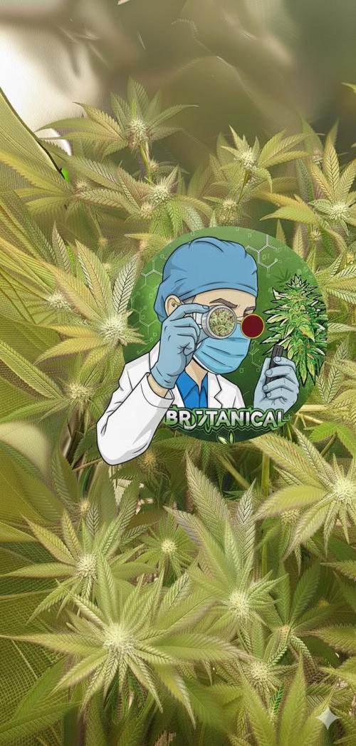 Original Oreoz. Week 2