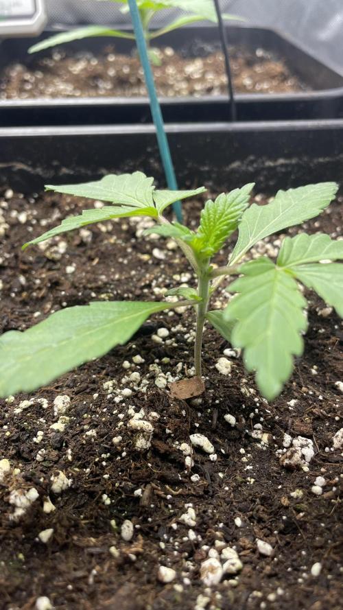Sensi seeds - Critical runtz. Week 2