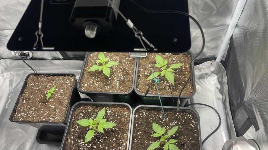 Sensi seeds - Critical runtz. Week 2 - Ende woche 2 🖖🏻