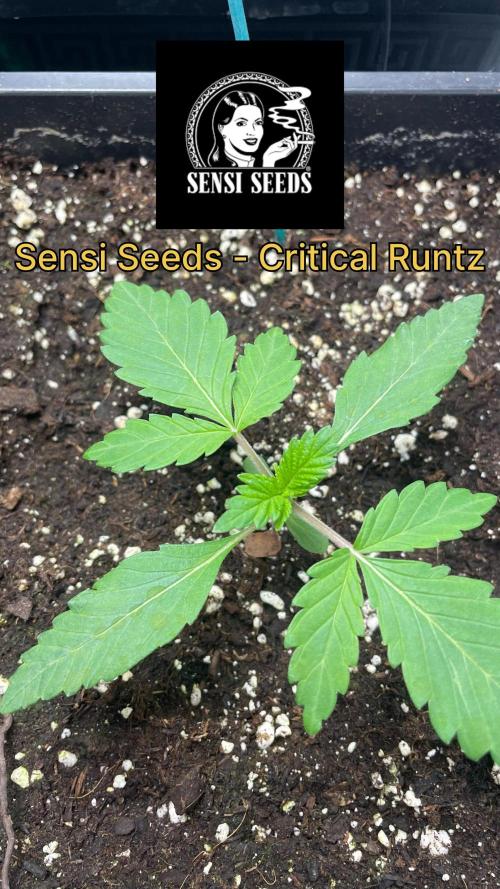 Sensi seeds - Critical runtz. Week 2 - Sie stehen gut da 
Die farbe gefällt mir
