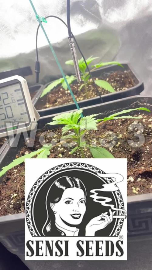 Sensi seeds - Critical runtz