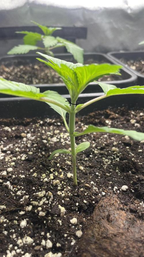Sensi seeds - Critical runtz. Week 3 - Einen tag vorher ph angepasst 6.4 giesswasser 
1L pro