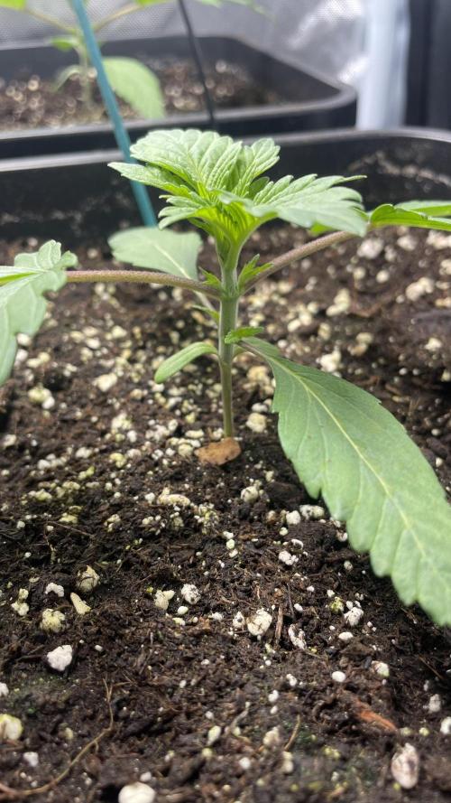 Sensi seeds - Critical runtz. Week 3